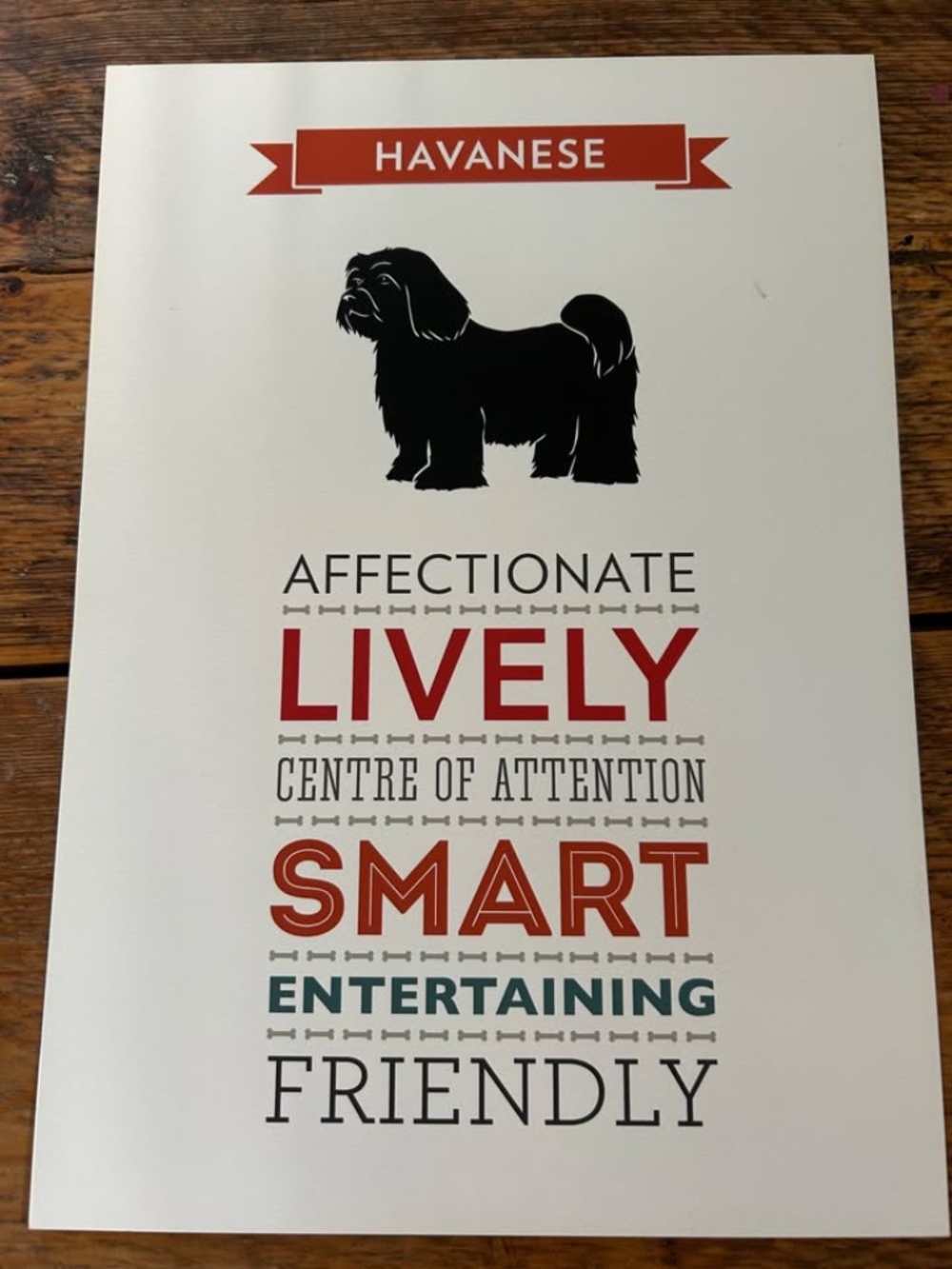 Havanese Art Print - 21cm W x 30cm L
